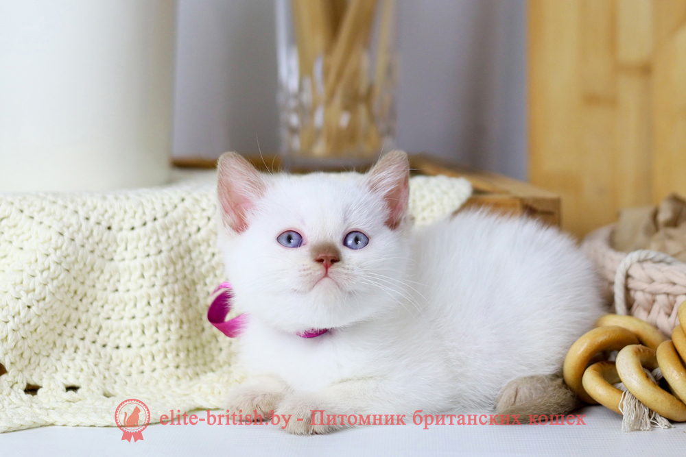 Британский котенок циннамон пойнт окраса, девочка X-Lady (Леди), помет от 11.06.2025 британская кошка колор пойнт, британские коты колор циннамон пойнт, британский кот колор пойнт с голубыми глазами, кот колор пойнт циннамон британский фото, британская кошка колор пойнт фото, купить котенка британца окрас колор пойнт, британский котенок колор циннамон пойнт, британская кошка окраса поинт, британская короткошерстная колор пойнт, колор циннамон поинт окрас у кошек британской, британские котята колор пойнт продажа севастополь, британские котята поинт, британский кот циннамон поинт колор, британская кошка поинт, британская кошка поинт колор, кот британец колор пойнт, британская кошка окраса колор пойнт, котята британские окраса колор пойнт, британская кошка окрас пойнт, британская кошка пойнт, британские котята пойнт, британский кот поинт