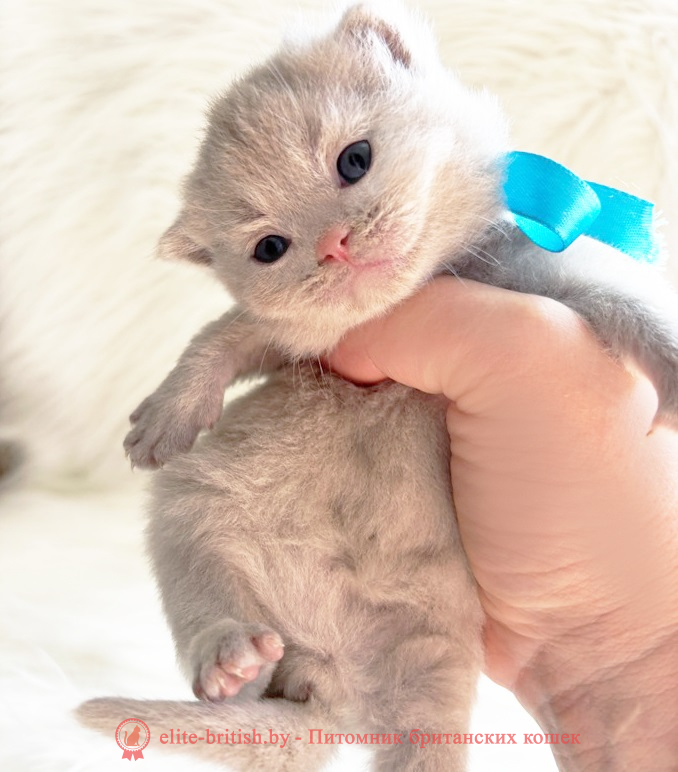 купить британского котенка, купить британца, циннамон британская кошка, кот британский циннамон , британский котенок циннамон , британская кошка фавн, британский кот фавн, британцы фавн, окрас фавн британских кошек, британская кошка фавн, британский кот фавн, британцы фавн, окрас фавн британских кошек, ЦИННАМОН британский короткошерстный котенок цвета корицы, британские котята цвета корицы, британский короткошерстный котенок цвета корицы