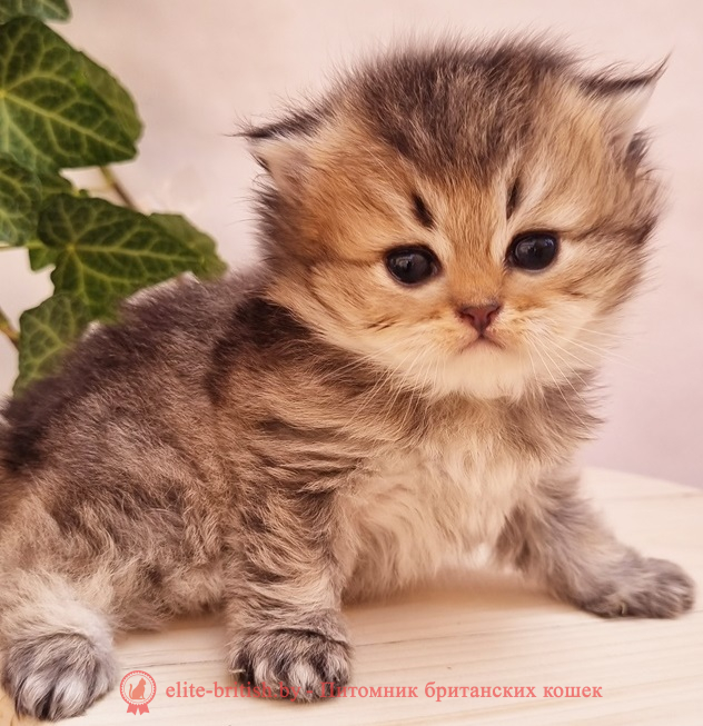 купить британского котенка, купить британца, золотой британский кот, золотые британцы фото, золотой британец, британская кошка золотая шиншилла,  британский кот шиншилла золотая, золотой тикированный британец, британец золотая шиншилла, британец золотистый,  котята британские окрас золотая шиншилла, британская кошка золотая шиншилла фото, британец окрас золотая шиншилла фото, британский золотой котенок, длинношерстная британская золотая кошка, британские котята золотая шиншилла, британский золотистый кот, кот золотой британец , британцы окрас золотой, британцы окрас золотая шиншилла, котята британцы золотая шиншилла, золотистые британские котята, британские котята золотого окраса, британцы золотая шиншилла фото, золотой окрас британских кошек, британцы золотого окраса, британские котята золотого окраса, британец окрас золотая шиншилла, британские котята окраса золотая шиншилла,  британская короткошерстная окраса золото