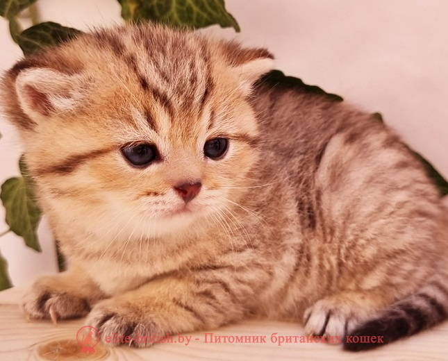 купить британского котенка, купить британца, золотой британский кот, золотые британцы фото, золотой британец, британская кошка золотая шиншилла,  британский кот шиншилла золотая, золотой тикированный британец, британец золотая шиншилла, британец золотистый,  котята британские окрас золотая шиншилла, британская кошка золотая шиншилла фото, британец окрас золотая шиншилла фото, британский золотой котенок, длинношерстная британская золотая кошка, британские котята золотая шиншилла, британский золотистый кот, кот золотой британец , британцы окрас золотой, британцы окрас золотая шиншилла, котята британцы золотая шиншилла, золотистые британские котята, британские котята золотого окраса, британцы золотая шиншилла фото, золотой окрас британских кошек, британцы золотого окраса, британские котята золотого окраса, британец окрас золотая шиншилла, британские котята окраса золотая шиншилла,  британская короткошерстная окраса золото