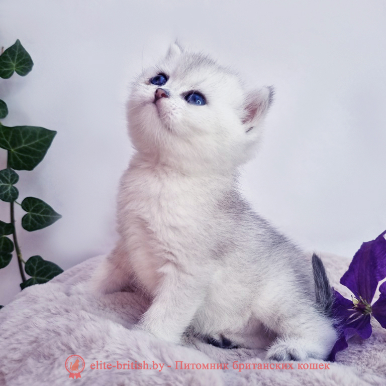 Британский котенок, окрас серебристая шиншилла, девочка Dina (Дина), помет от 10.08.2025 британский кот серебристый, серебристый британец фото, серебристые британцы, британские серебристые котята, затушеванный британец, серебристый затушеванный британец, кошки британские серебристые, британская короткошерстная окраса серебро, британцы серебристая шиншилла, котята британские серебристые шиншиллы, британский кот серебристая шиншилла, британские кошки серебристая шиншилла, британская окрас серебристая шиншилла, затушеванный британец, серебристый затушеванный британец, кошки британские серебристые, британская короткошерстная окраса серебро, британская кошка тикированная, тикированный британец