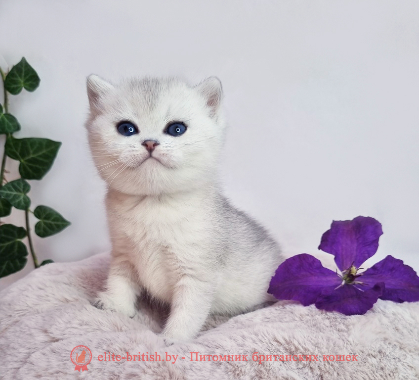 Британский котенок, окрас серебристая шиншилла, девочка Dina (Дина), помет от 10.08.2025 британский кот серебристый, серебристый британец фото, серебристые британцы, британские серебристые котята, затушеванный британец, серебристый затушеванный британец, кошки британские серебристые, британская короткошерстная окраса серебро, британцы серебристая шиншилла, котята британские серебристые шиншиллы, британский кот серебристая шиншилла, британские кошки серебристая шиншилла, британская окрас серебристая шиншилла, затушеванный британец, серебристый затушеванный британец, кошки британские серебристые, британская короткошерстная окраса серебро, британская кошка тикированная, тикированный британец