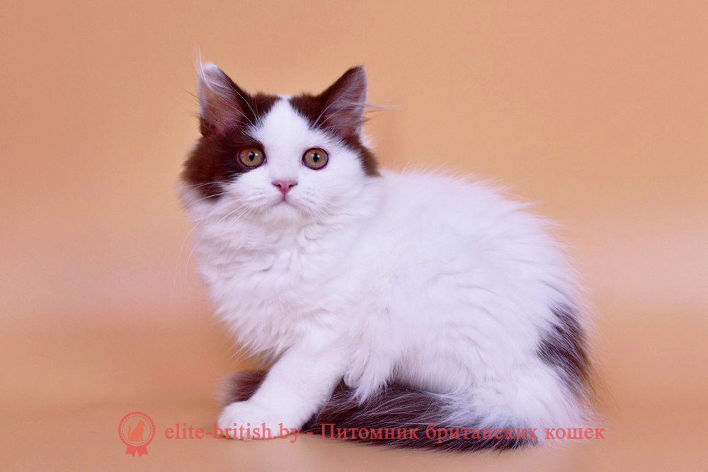 Британский котенок шоколадный ван окраса, девочка Pepa (Пепа), помет от 28.05.2025 длинношерстный шоколадный биколор британская кошка, длинношерстный кот британский шоколадный биколор, длинношерстный британский котенок шоколадный биколор , шоколадный ван британец, шоколадный биколор британец длинношерстный , британские котята шоколадный фото, британцы шоколадный фото, шоколадный британская кошка, кот британский шоколадный арелекин, длинношерстный британский котенок , шоколадный арелекин британец, британец, британские котята фото