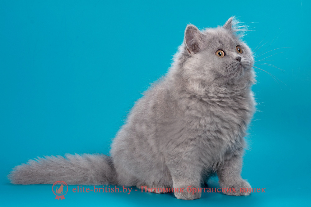 Британский длинношерстный котенок голубого окраса, девочка Ellie (Элли), помет от 10.05.2025 купить британского котенка, купить британца, британец голубой фото, голубые британцы фото, британский кошки голубой, британская голубая кошка, британская голубая кошка фото, британской голубой кошки фото, кот британский голубой, коты британские голубые, голубые британские котята фото, британский голубой котенок фото, британский голубой кот фото, фото британского голубого кота, окрас британских котят голубой фото, британские котята голубого окраса фото, британцы коты фото голубые