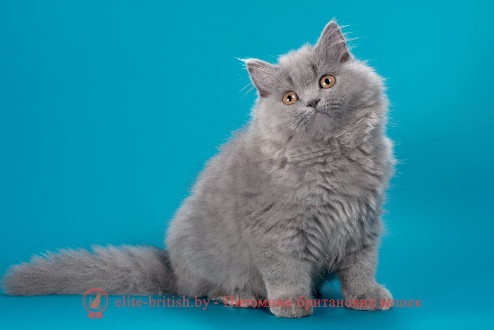 Британский длинношерстный котенок голубого окраса, девочка Ellie (Элли), помет от 10.05.2025 купить британского котенка, купить британца, британец голубой фото, голубые британцы фото, британский кошки голубой, британская голубая кошка, британская голубая кошка фото, британской голубой кошки фото, кот британский голубой, коты британские голубые, голубые британские котята фото, британский голубой котенок фото, британский голубой кот фото, фото британского голубого кота, окрас британских котят голубой фото, британские котята голубого окраса фото, британцы коты фото голубые
