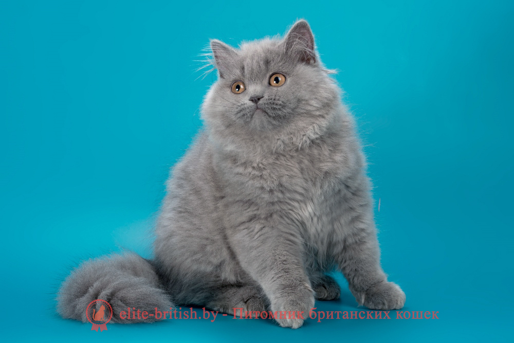 Британский длинношерстный котенок голубого окраса, девочка Ellie (Элли), помет от 10.05.2025 купить британского котенка, купить британца, британец голубой фото, голубые британцы фото, британский кошки голубой, британская голубая кошка, британская голубая кошка фото, британской голубой кошки фото, кот британский голубой, коты британские голубые, голубые британские котята фото, британский голубой котенок фото, британский голубой кот фото, фото британского голубого кота, окрас британских котят голубой фото, британские котята голубого окраса фото, британцы коты фото голубые