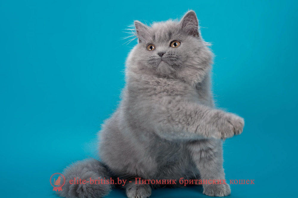 Британский длинношерстный котенок голубого окраса, девочка Ellie (Элли), помет от 10.05.2025 купить британского котенка, купить британца, британец голубой фото, голубые британцы фото, британский кошки голубой, британская голубая кошка, британская голубая кошка фото, британской голубой кошки фото, кот британский голубой, коты британские голубые, голубые британские котята фото, британский голубой котенок фото, британский голубой кот фото, фото британского голубого кота, окрас британских котят голубой фото, британские котята голубого окраса фото, британцы коты фото голубые