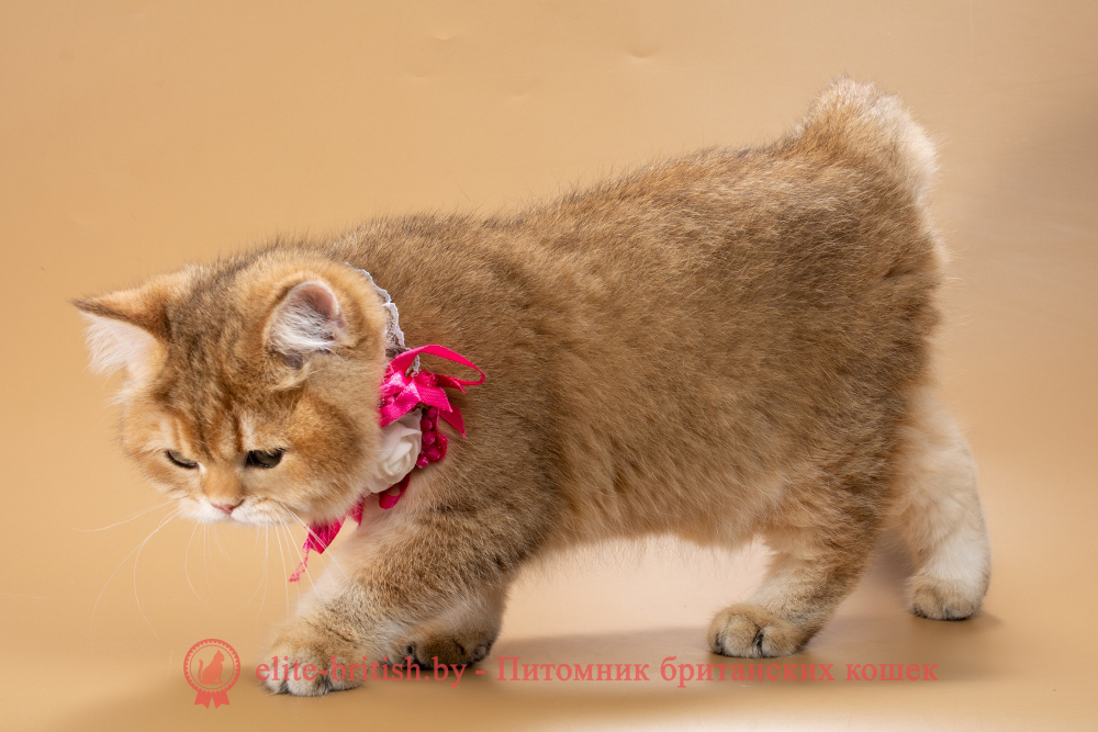 Британский котенок окраса золотая шиншилла, девочка Renata (Рената), помет от  18.06.2025 золотые британцы фото, золотой британец, британская кошка золотая шиншилла, британский кот шиншилла золотая, золотой тикированный британец, британец золотая шиншилла, британец золотистый, котята британские окрас золотая шиншилла, британская кошка золотая шиншилла фото, британец окрас золотая шиншилла фото, британский золотой котенок, длинношерстная британская золотая кошка, британские котята золотая шиншилла, британский золотистый кот, кот золотой британец , британцы окрас золотой, британцы окрас золотая шиншилла, котята британцы золотая шиншилла, золотистые британские котята, британские котята золотого окраса, британцы золотая шиншилла фото, золотой окрас британских кошек, британцы золотого окраса, британские котята золотого окраса, британец окрас золотая шиншилла