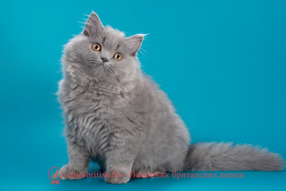 Британский длинношерстный котенок голубого окраса, девочка Ellie (Элли), помет от 10.05.2025 купить британского котенка, купить британца, британец голубой фото, голубые британцы фото, британский кошки голубой, британская голубая кошка, британская голубая кошка фото, британской голубой кошки фото, кот британский голубой, коты британские голубые, голубые британские котята фото, британский голубой котенок фото, британский голубой кот фото, фото британского голубого кота, окрас британских котят голубой фото, британские котята голубого окраса фото, британцы коты фото голубые