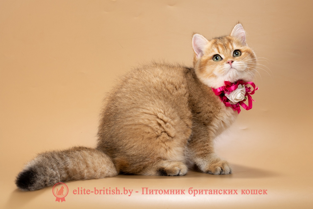Британский котенок окраса золотая шиншилла, девочка Renata (Рената), помет от  18.06.2025 золотые британцы фото, золотой британец, британская кошка золотая шиншилла, британский кот шиншилла золотая, золотой тикированный британец, британец золотая шиншилла, британец золотистый, котята британские окрас золотая шиншилла, британская кошка золотая шиншилла фото, британец окрас золотая шиншилла фото, британский золотой котенок, длинношерстная британская золотая кошка, британские котята золотая шиншилла, британский золотистый кот, кот золотой британец , британцы окрас золотой, британцы окрас золотая шиншилла, котята британцы золотая шиншилла, золотистые британские котята, британские котята золотого окраса, британцы золотая шиншилла фото, золотой окрас британских кошек, британцы золотого окраса, британские котята золотого окраса, британец окрас золотая шиншилла