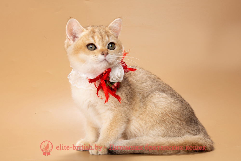 Британский котенок окраса золотая шиншилла, девочка Sophie (Софи), помет от  10.07.2025 золотые британцы фото, золотой британец, британская кошка золотая шиншилла, британский кот шиншилла золотая, золотой тикированный британец, британец золотая шиншилла, британец золотистый, котята британские окрас золотая шиншилла, британская кошка золотая шиншилла фото, британец окрас золотая шиншилла фото, британский золотой котенок, длинношерстная британская золотая кошка, британские котята золотая шиншилла, британский золотистый кот, кот золотой британец , британцы окрас золотой, британцы окрас золотая шиншилла, котята британцы золотая шиншилла, золотистые британские котята, британские котята золотого окраса, британцы золотая шиншилла фото, золотой окрас британских кошек, британцы золотого окраса, британские котята золотого окраса, британец окрас золотая шиншилла