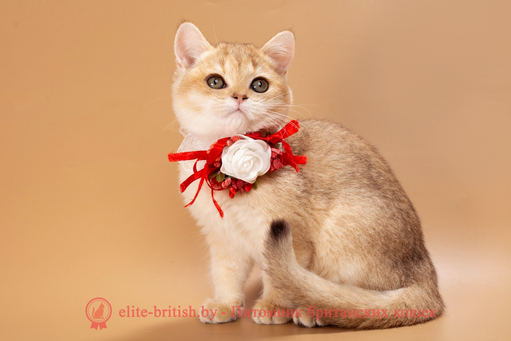 Британский котенок окраса золотая шиншилла, девочка Sophie (Софи), помет от  10.07.2025 золотые британцы фото, золотой британец, британская кошка золотая шиншилла, британский кот шиншилла золотая, золотой тикированный британец, британец золотая шиншилла, британец золотистый, котята британские окрас золотая шиншилла, британская кошка золотая шиншилла фото, британец окрас золотая шиншилла фото, британский золотой котенок, длинношерстная британская золотая кошка, британские котята золотая шиншилла, британский золотистый кот, кот золотой британец , британцы окрас золотой, британцы окрас золотая шиншилла, котята британцы золотая шиншилла, золотистые британские котята, британские котята золотого окраса, британцы золотая шиншилла фото, золотой окрас британских кошек, британцы золотого окраса, британские котята золотого окраса, британец окрас золотая шиншилла