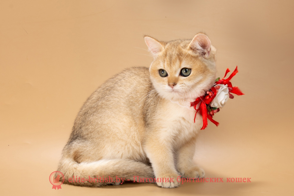 Британский котенок окраса золотая шиншилла, девочка Sophie (Софи), помет от  10.07.2025 золотые британцы фото, золотой британец, британская кошка золотая шиншилла, британский кот шиншилла золотая, золотой тикированный британец, британец золотая шиншилла, британец золотистый, котята британские окрас золотая шиншилла, британская кошка золотая шиншилла фото, британец окрас золотая шиншилла фото, британский золотой котенок, длинношерстная британская золотая кошка, британские котята золотая шиншилла, британский золотистый кот, кот золотой британец , британцы окрас золотой, британцы окрас золотая шиншилла, котята британцы золотая шиншилла, золотистые британские котята, британские котята золотого окраса, британцы золотая шиншилла фото, золотой окрас британских кошек, британцы золотого окраса, британские котята золотого окраса, британец окрас золотая шиншилла