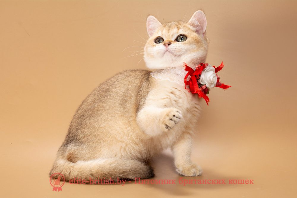Британский котенок окраса золотая шиншилла, девочка Sophie (Софи), помет от  10.07.2025 золотые британцы фото, золотой британец, британская кошка золотая шиншилла, британский кот шиншилла золотая, золотой тикированный британец, британец золотая шиншилла, британец золотистый, котята британские окрас золотая шиншилла, британская кошка золотая шиншилла фото, британец окрас золотая шиншилла фото, британский золотой котенок, длинношерстная британская золотая кошка, британские котята золотая шиншилла, британский золотистый кот, кот золотой британец , британцы окрас золотой, британцы окрас золотая шиншилла, котята британцы золотая шиншилла, золотистые британские котята, британские котята золотого окраса, британцы золотая шиншилла фото, золотой окрас британских кошек, британцы золотого окраса, британские котята золотого окраса, британец окрас золотая шиншилла