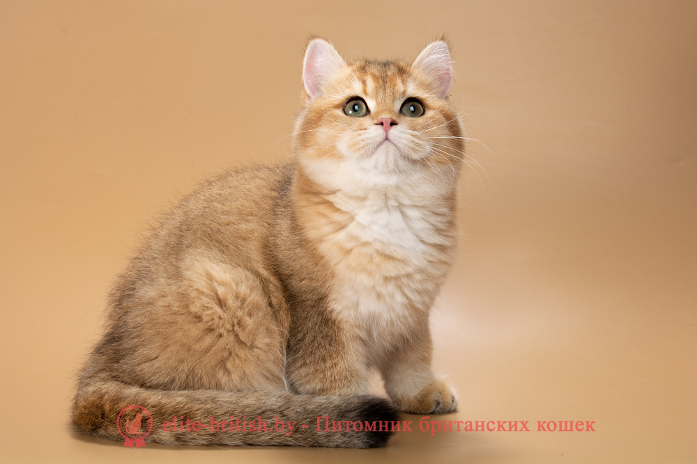 Британский котенок окраса золотая шиншилла, девочка Renata (Рената), помет от  18.06.2025 золотые британцы фото, золотой британец, британская кошка золотая шиншилла, британский кот шиншилла золотая, золотой тикированный британец, британец золотая шиншилла, британец золотистый, котята британские окрас золотая шиншилла, британская кошка золотая шиншилла фото, британец окрас золотая шиншилла фото, британский золотой котенок, длинношерстная британская золотая кошка, британские котята золотая шиншилла, британский золотистый кот, кот золотой британец , британцы окрас золотой, британцы окрас золотая шиншилла, котята британцы золотая шиншилла, золотистые британские котята, британские котята золотого окраса, британцы золотая шиншилла фото, золотой окрас британских кошек, британцы золотого окраса, британские котята золотого окраса, британец окрас золотая шиншилла