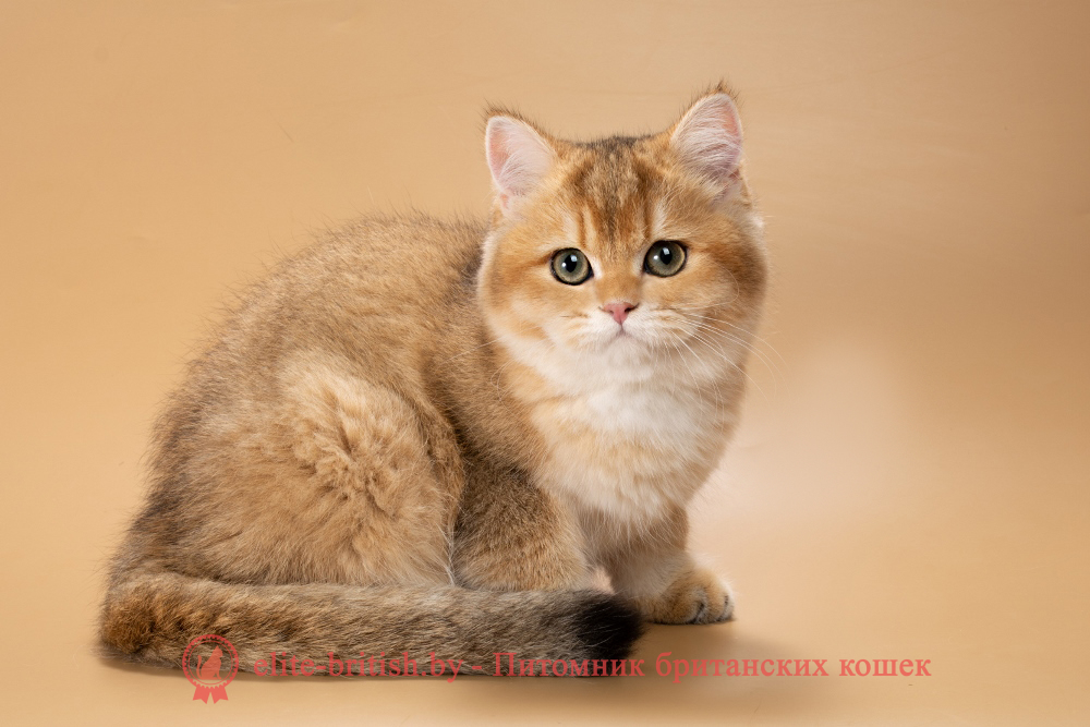 Британский котенок окраса золотая шиншилла, девочка Renata (Рената), помет от  18.06.2025 золотые британцы фото, золотой британец, британская кошка золотая шиншилла, британский кот шиншилла золотая, золотой тикированный британец, британец золотая шиншилла, британец золотистый, котята британские окрас золотая шиншилла, британская кошка золотая шиншилла фото, британец окрас золотая шиншилла фото, британский золотой котенок, длинношерстная британская золотая кошка, британские котята золотая шиншилла, британский золотистый кот, кот золотой британец , британцы окрас золотой, британцы окрас золотая шиншилла, котята британцы золотая шиншилла, золотистые британские котята, британские котята золотого окраса, британцы золотая шиншилла фото, золотой окрас британских кошек, британцы золотого окраса, британские котята золотого окраса, британец окрас золотая шиншилла