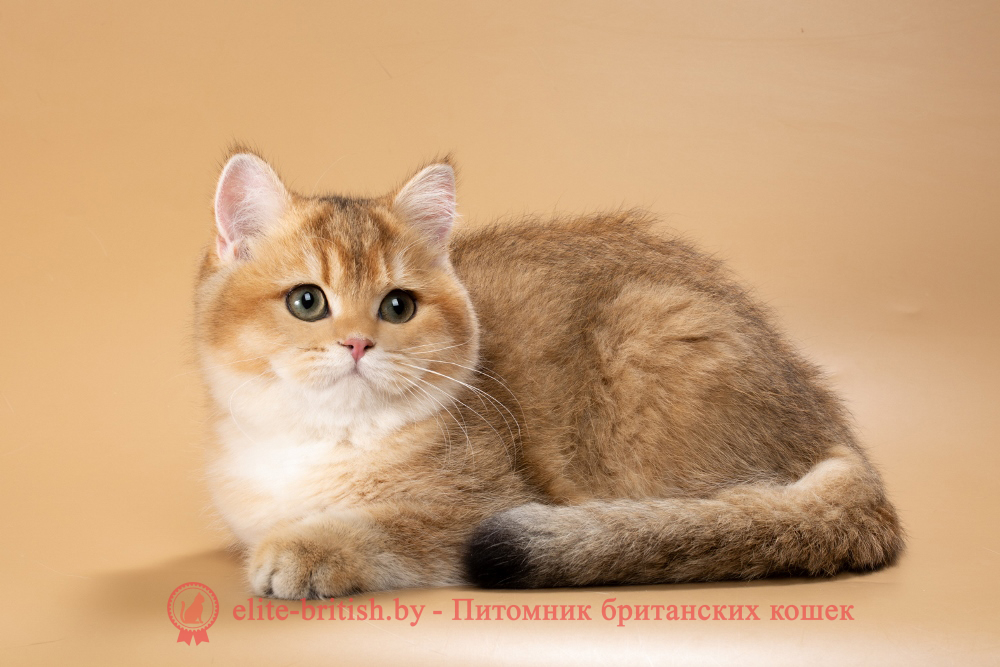 Британский котенок окраса золотая шиншилла, девочка Renata (Рената), помет от  18.06.2025 золотые британцы фото, золотой британец, британская кошка золотая шиншилла, британский кот шиншилла золотая, золотой тикированный британец, британец золотая шиншилла, британец золотистый, котята британские окрас золотая шиншилла, британская кошка золотая шиншилла фото, британец окрас золотая шиншилла фото, британский золотой котенок, длинношерстная британская золотая кошка, британские котята золотая шиншилла, британский золотистый кот, кот золотой британец , британцы окрас золотой, британцы окрас золотая шиншилла, котята британцы золотая шиншилла, золотистые британские котята, британские котята золотого окраса, британцы золотая шиншилла фото, золотой окрас британских кошек, британцы золотого окраса, британские котята золотого окраса, британец окрас золотая шиншилла