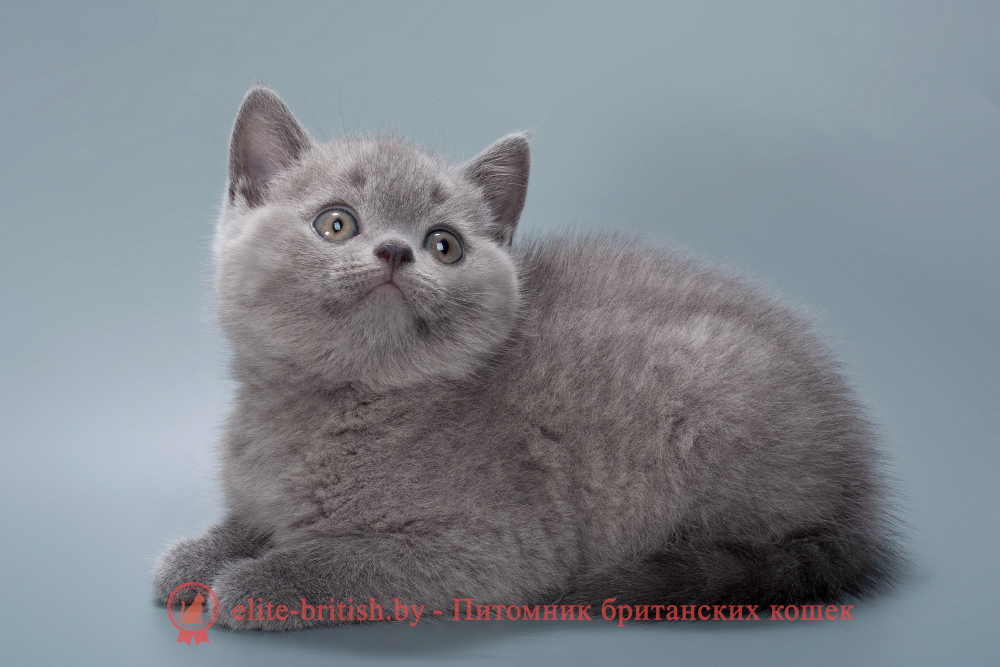 Британский котенок голубого окраса, мальчик Harry (Гарри), помет от 26.07.2025 купить британского котенка, купить британца, британец голубой фото, голубые британцы фото, британский кошки голубой, британская голубая кошка, британская голубая кошка фото, британской голубой кошки фото, кот британский голубой, коты британские голубые, голубые британские котята фото, британский голубой котенок фото, британский голубой кот фото, фото британского голубого кота, окрас британских котят голубой фото, британские котята голубого окраса фото, британцы коты фото голубые