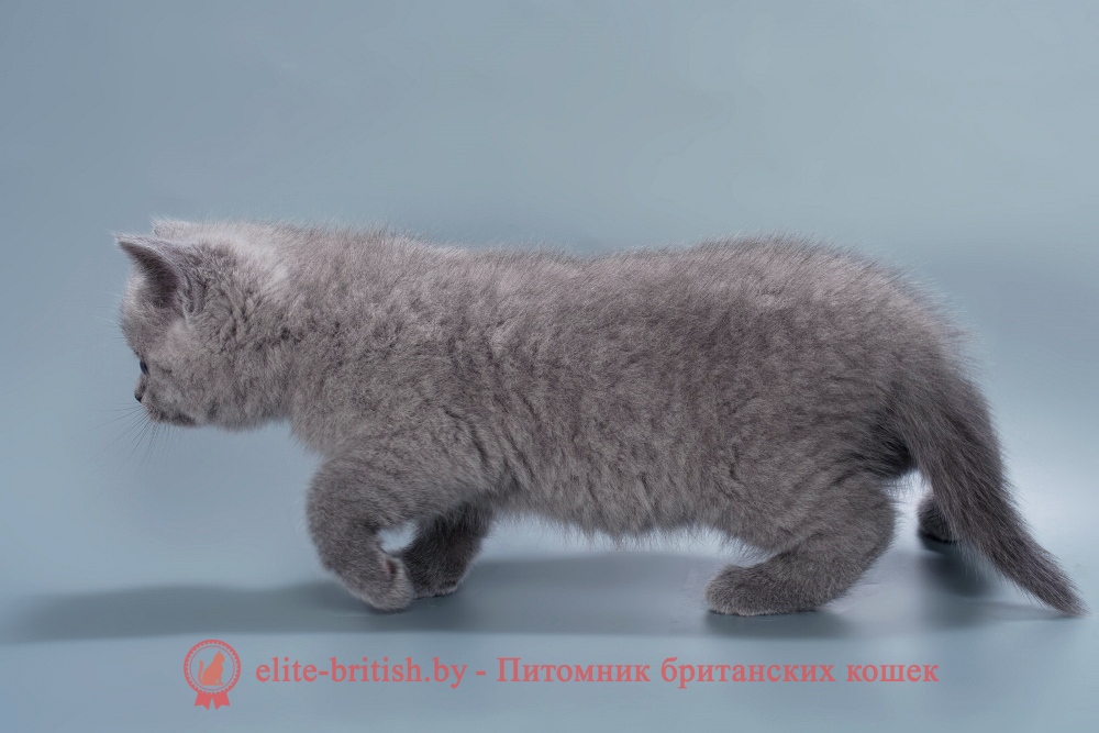 Британский котенок голубого окраса, мальчик Harry (Гарри), помет от 26.07.2025 купить британского котенка, купить британца, британец голубой фото, голубые британцы фото, британский кошки голубой, британская голубая кошка, британская голубая кошка фото, британской голубой кошки фото, кот британский голубой, коты британские голубые, голубые британские котята фото, британский голубой котенок фото, британский голубой кот фото, фото британского голубого кота, окрас британских котят голубой фото, британские котята голубого окраса фото, британцы коты фото голубые
