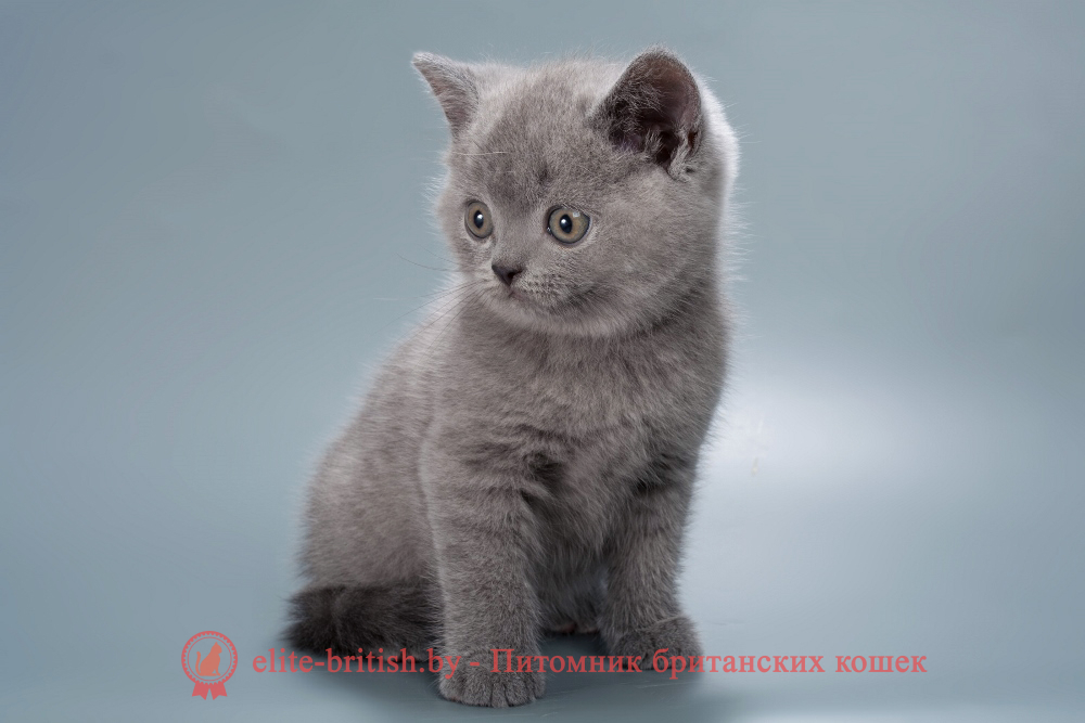 Британский котенок голубого окраса, мальчик Harry (Гарри), помет от 26.07.2025 купить британского котенка, купить британца, британец голубой фото, голубые британцы фото, британский кошки голубой, британская голубая кошка, британская голубая кошка фото, британской голубой кошки фото, кот британский голубой, коты британские голубые, голубые британские котята фото, британский голубой котенок фото, британский голубой кот фото, фото британского голубого кота, окрас британских котят голубой фото, британские котята голубого окраса фото, британцы коты фото голубые