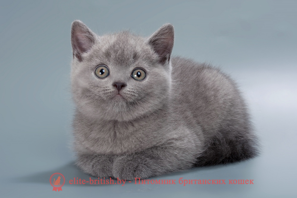 Британский котенок голубого окраса, мальчик Harry (Гарри), помет от 26.07.2025 купить британского котенка, купить британца, британец голубой фото, голубые британцы фото, британский кошки голубой, британская голубая кошка, британская голубая кошка фото, британской голубой кошки фото, кот британский голубой, коты британские голубые, голубые британские котята фото, британский голубой котенок фото, британский голубой кот фото, фото британского голубого кота, окрас британских котят голубой фото, британские котята голубого окраса фото, британцы коты фото голубые