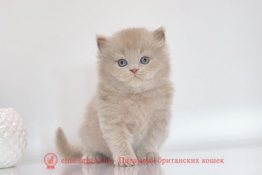 Британский котенок лиловый окрас, мальчик Zeus (Зевс), помет от 3.08.2025 лиловый британец, фото лиловых британцев, британец лиловый фото, британский лиловый котенок, фото лиловых британских котят, британские котята фото лиловые, британские коты лилового окраса фото, британская кошка фото лиловая, фото лиловой британской кошки, британские котята лилового окраса фото, лиловая британская кошка, британские котята лилового окраса, британский лиловый кот фото, лиловый британский кот, лиловый окрас британских кошек фото, кот британец лиловый фото, британец лилового цвета, лиловый окрас британских кошек, британцы лилового окраса, британец лилового окраса фото, лиловый цвет британских кошек, британские котята лилового цвета