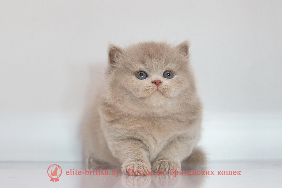 Британский котенок лиловый окрас, мальчик Zeus (Зевс), помет от 3.08.2025 лиловый британец, фото лиловых британцев, британец лиловый фото, британский лиловый котенок, фото лиловых британских котят, британские котята фото лиловые, британские коты лилового окраса фото, британская кошка фото лиловая, фото лиловой британской кошки, британские котята лилового окраса фото, лиловая британская кошка, британские котята лилового окраса, британский лиловый кот фото, лиловый британский кот, лиловый окрас британских кошек фото, кот британец лиловый фото, британец лилового цвета, лиловый окрас британских кошек, британцы лилового окраса, британец лилового окраса фото, лиловый цвет британских кошек, британские котята лилового цвета