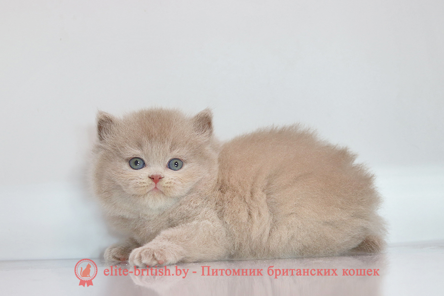 Британский котенок лиловый окрас, мальчик Zeus (Зевс), помет от 3.08.2025 лиловый британец, фото лиловых британцев, британец лиловый фото, британский лиловый котенок, фото лиловых британских котят, британские котята фото лиловые, британские коты лилового окраса фото, британская кошка фото лиловая, фото лиловой британской кошки, британские котята лилового окраса фото, лиловая британская кошка, британские котята лилового окраса, британский лиловый кот фото, лиловый британский кот, лиловый окрас британских кошек фото, кот британец лиловый фото, британец лилового цвета, лиловый окрас британских кошек, британцы лилового окраса, британец лилового окраса фото, лиловый цвет британских кошек, британские котята лилового цвета
