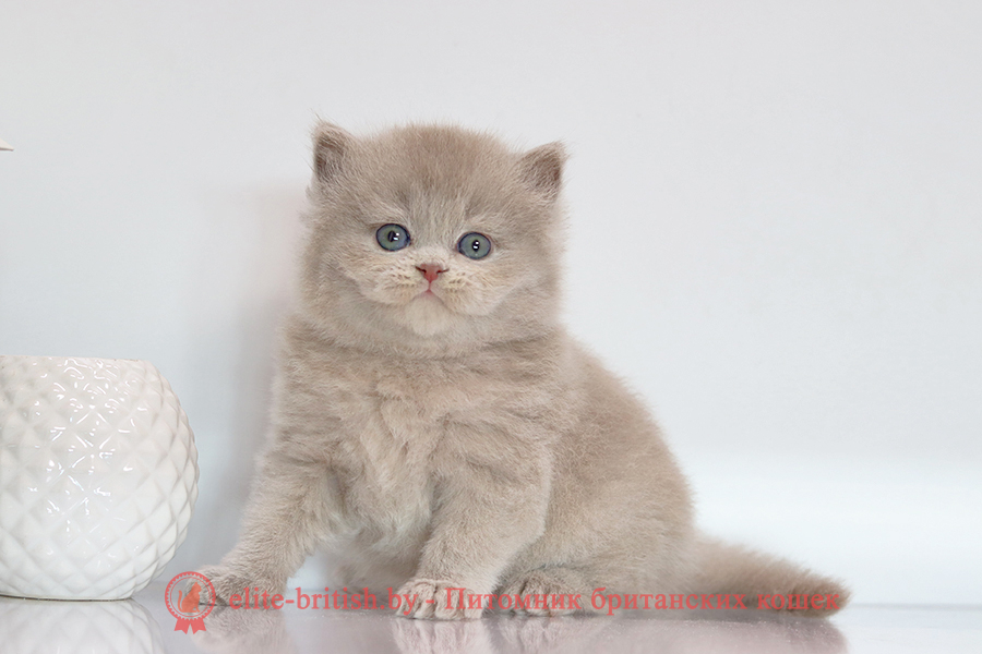 Британский котенок лиловый окрас, мальчик Zeus (Зевс), помет от 3.08.2025 лиловый британец, фото лиловых британцев, британец лиловый фото, британский лиловый котенок, фото лиловых британских котят, британские котята фото лиловые, британские коты лилового окраса фото, британская кошка фото лиловая, фото лиловой британской кошки, британские котята лилового окраса фото, лиловая британская кошка, британские котята лилового окраса, британский лиловый кот фото, лиловый британский кот, лиловый окрас британских кошек фото, кот британец лиловый фото, британец лилового цвета, лиловый окрас британских кошек, британцы лилового окраса, британец лилового окраса фото, лиловый цвет британских кошек, британские котята лилового цвета