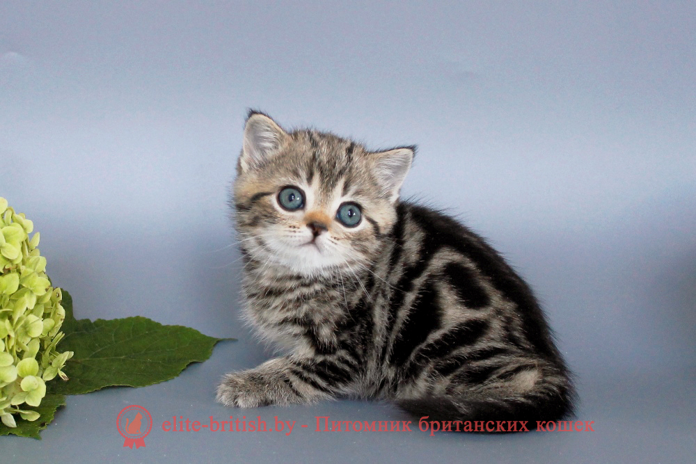 Британский котенок, черный мраморный окрас, девочка Unita (Унита), помет от 22.08.2025 черный мрамор, британский кот мраморный, мраморный британец, мраморный окрас британских котят, британский кот мраморного окраса, мраморный окрас британской кошки, британец мраморного окраса, котята британцы мраморный окрас, мраморный окрас британских котят, серебристый мраморный британец, британская мраморная кошка характер, британский кот мраморного окраса, британец голубой мрамор, британец черный мрамор на серебре, красный мраморный британец, британская мраморная кошка, мраморный окрас британской кошки, британские кошки черный мрамор, мраморная британская короткошерстная кошка, британские кошки мрамор на серебре, британский кот черный мрамор, британский кот мрамор на серебре, британский мраморный котенок, британские котята мрамор, британские котята мрамор на серебре, британский котенок черный мрамор, британец мрамор, британец мрамор на серебре, британец мраморный кот, британец мраморного окраса, черный мраморный британец, черный мрамор британцы, мраморный вислоухий британец, котята британцы мраморный окрас, мраморные британцы котята, британские котята мраморного окраса фото, мраморный британец фото, мраморная британская кошка фото, британские кошки мраморного окраса фото, британские коты мраморные фото, британские котята фото мраморные, британцы мрамор на серебре фото, кот британец фото мраморный, британцы мраморный окрас фото