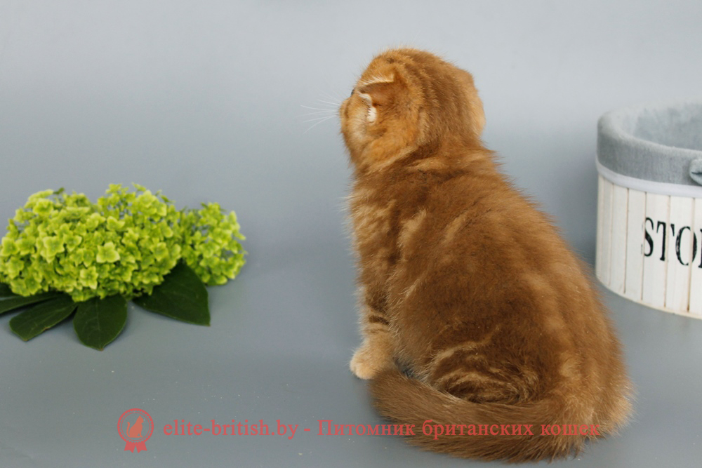 Шотландские вислоухие котята циннамон мраморного окраса, мальчик Orion (Орион), помет от 5.06.2025 вислоухий циннамон кот мраморный, мраморный циннамон вислоухий шотландский, мраморный окрас шотландских котят циннамон, вислоухий шотландский кот циннамон мраморного окраса, мраморный окрас шотландской кошки, вислоухий циннамон шотландский мраморного окраса, котята шотландцы мраморный окрас, мраморный окрас скоттиш фолд котят, вислоухий мраморный фолд
