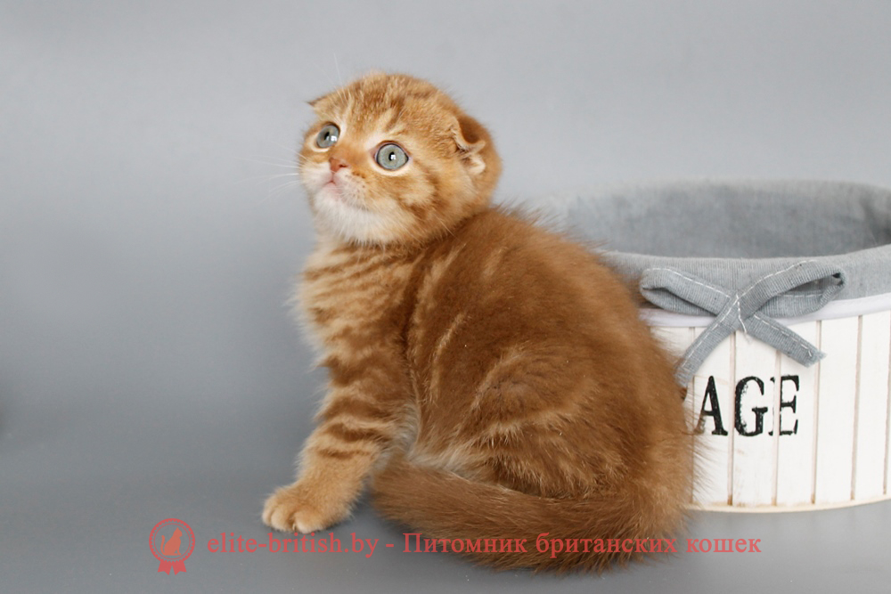 Шотландские вислоухие котята циннамон мраморного окраса, мальчик Orion (Орион), помет от 5.06.2025 вислоухий циннамон кот мраморный, мраморный циннамон вислоухий шотландский, мраморный окрас шотландских котят циннамон, вислоухий шотландский кот циннамон мраморного окраса, мраморный окрас шотландской кошки, вислоухий циннамон шотландский мраморного окраса, котята шотландцы мраморный окрас, мраморный окрас скоттиш фолд котят, вислоухий мраморный фолд