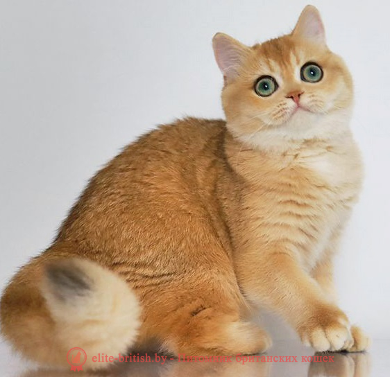 купить британского котенка, купить британца, золотой британский кот, золотые британцы фото, золотой британец, британская кошка золотая шиншилла,  британский кот шиншилла золотая, золотой тикированный британец, британец золотая шиншилла, британец золотистый,  котята британские окрас золотая шиншилла, британская кошка золотая шиншилла фото, британец окрас золотая шиншилла фото, британский золотой котенок, длинношерстная британская золотая кошка, британские котята золотая шиншилла, британский золотистый кот, кот золотой британец , британцы окрас золотой, британцы окрас золотая шиншилла, котята британцы золотая шиншилла, золотистые британские котята, британские котята золотого окраса, британцы золотая шиншилла фото, золотой окрас британских кошек, британцы золотого окраса, британские котята золотого окраса, британец окрас золотая шиншилла, британские котята окраса золотая шиншилла,  британская короткошерстная окраса золото