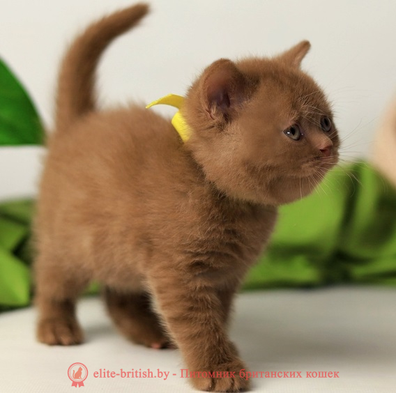 купить британского котенка, купить британца, циннамон британская кошка, кот британский циннамон , британский котенок циннамон , британская кошка фавн, британский кот фавн, британцы фавн, окрас фавн британских кошек, британская кошка фавн, британский кот фавн, британцы фавн, окрас фавн британских кошек, ЦИННАМОН британский короткошерстный котенок цвета корицы, британские котята цвета корицы, британский короткошерстный котенок цвета корицы