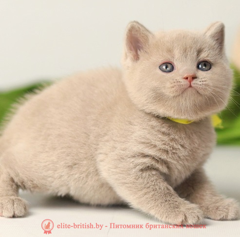 купить британского котенка, купить британца, циннамон британская кошка, кот британский циннамон , британский котенок циннамон , британская кошка фавн, британский кот фавн, британцы фавн, окрас фавн британских кошек, британская кошка фавн, британский кот фавн, британцы фавн, окрас фавн британских кошек, ЦИННАМОН британский короткошерстный котенок цвета корицы, британские котята цвета корицы, британский короткошерстный котенок цвета корицы