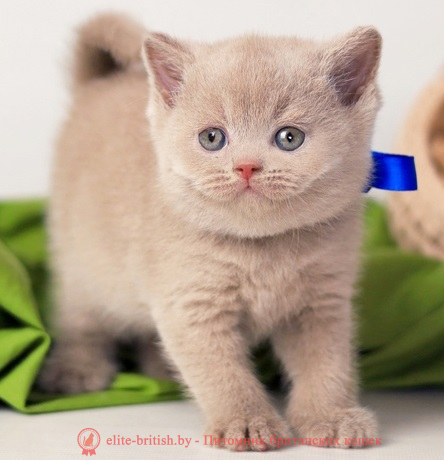 купить британского котенка, купить британца, циннамон британская кошка, кот британский циннамон , британский котенок циннамон , британская кошка фавн, британский кот фавн, британцы фавн, окрас фавн британских кошек, британская кошка фавн, британский кот фавн, британцы фавн, окрас фавн британских кошек, ЦИННАМОН британский короткошерстный котенок цвета корицы, британские котята цвета корицы, британский короткошерстный котенок цвета корицы