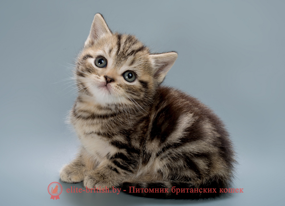 Британские котята черного пятнистого окраса, мальчик, помет от 04.07.2025 черный мрамор, британский кот мраморный, мраморный британец, мраморный окрас британских котят, британский кот мраморного окраса, мраморный окрас британской кошки, британец мраморного окраса, котята британцы мраморный окрас, мраморный окрас британских котят, серебристый мраморный британец, британская мраморная кошка характер, британский кот мраморного окраса, британец голубой мрамор, британец черный мрамор на серебре, красный мраморный британец, британская мраморная кошка, мраморный окрас британской кошки, британские кошки черный мрамор, мраморная британская короткошерстная кошка, британские кошки мрамор на серебре, британский кот черный мрамор, британский кот мрамор на серебре, британский мраморный котенок, британские котята мрамор, британские котята мрамор на серебре, британский котенок черный мрамор, британец мрамор, британец мрамор на серебре, британец мраморный кот, британец мраморного окраса, черный мраморный британец, черный мрамор британцы, мраморный вислоухий британец, котята британцы мраморный окрас, мраморные британцы котята, британские котята мраморного окраса фото, мраморный британец фото, мраморная британская кошка фото, британские кошки мраморного окраса фото, британские коты мраморные фото, британские котята фото мраморные, британцы мрамор на серебре фото, кот британец фото мраморный, британцы мраморный окрас фото