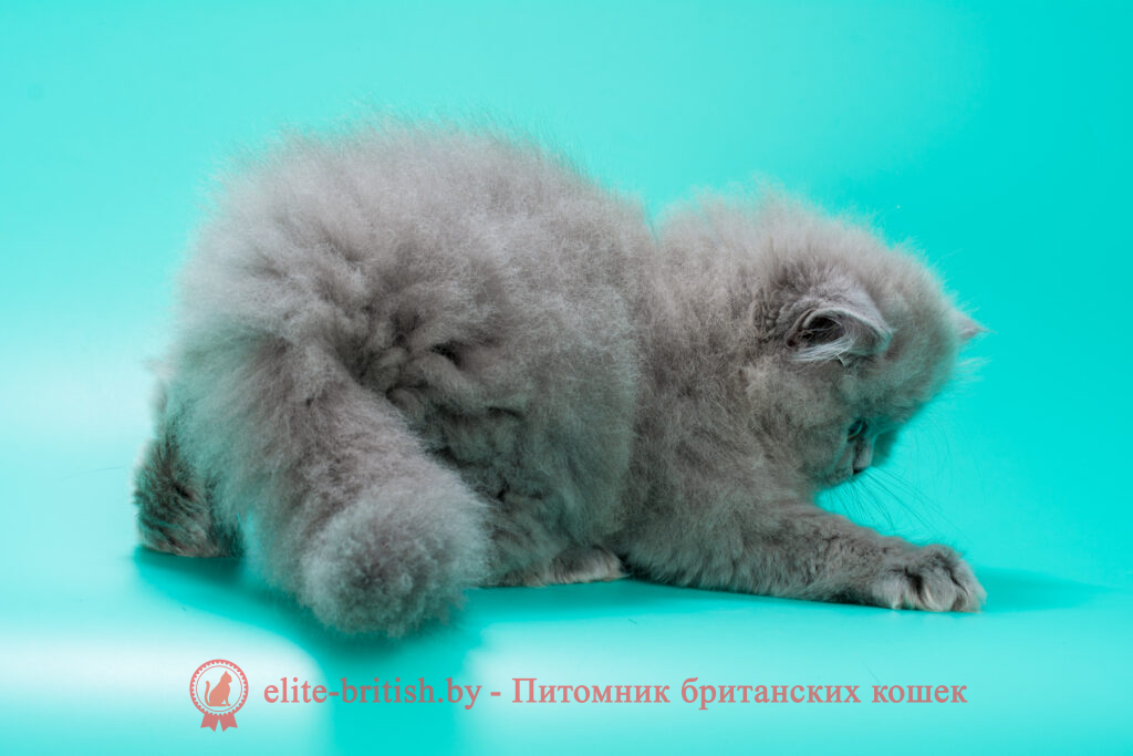 купить британского котенка, купить британца, британец голубой фото, голубые британцы фото, британский кошки голубой, британская голубая кошка, британская голубая кошка фото, британской голубой кошки фото, кот британский голубой, коты британские голубые, голубые британские котята фото, британский голубой котенок фото, британский голубой кот фото, фото британского голубого кота, окрас британских котят голубой фото, британские котята голубого окраса фото, британцы коты фото голубые