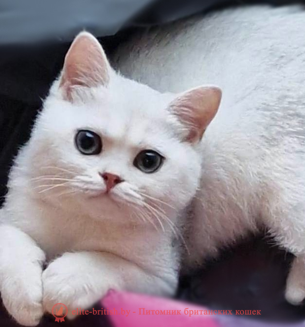 Купить британского котенка серебристая шиншилла в Минске в питомнике купить британского котенка, купить британца, британский кот серебристый, серебристый британец фото, серебристые британцы, британские серебристые котята, затушеванный британец, серебристый затушеванный британец, кошки британские серебристые, британская короткошерстная окраса серебро, британцы серебристая шиншилла, котята британские серебристые шиншиллы, британский кот серебристая шиншилла, британские кошки серебристая шиншилла, британская окрас серебристая шиншилла, затушеванный британец, серебристый затушеванный британец, кошки британские серебристые, британская короткошерстная окраса серебро, британская кошка тикированная, тикированный британец