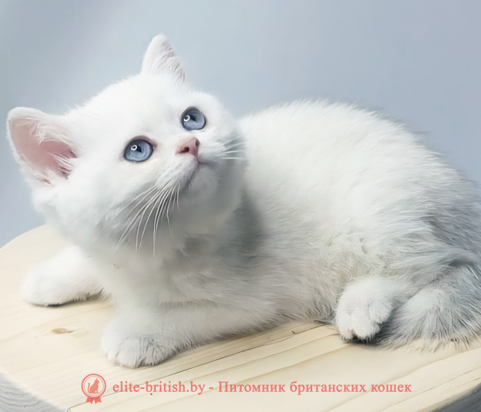 Купить британского котенка серебристая шиншилла в Минске в питомнике купить британского котенка, купить британца, золотой британский кот, золотые британцы фото, золотой британец, британская кошка золотая шиншилла,  британский кот шиншилла золотая, золотой тикированный британец, британец золотая шиншилла, британец золотистый,  котята британские окрас золотая шиншилла, британская кошка золотая шиншилла фото, британец окрас золотая шиншилла фото, британский золотой котенок, длинношерстная британская золотая кошка, британские котята золотая шиншилла, британский золотистый кот, кот золотой британец , британцы окрас золотой, британцы окрас золотая шиншилла, котята британцы золотая шиншилла, золотистые британские котята, британские котята золотого окраса, британцы золотая шиншилла фото, золотой окрас британских кошек, британцы золотого окраса, британские котята золотого окраса, британец окрас золотая шиншилла, британские котята окраса золотая шиншилла,  британская короткошерстная окраса золото