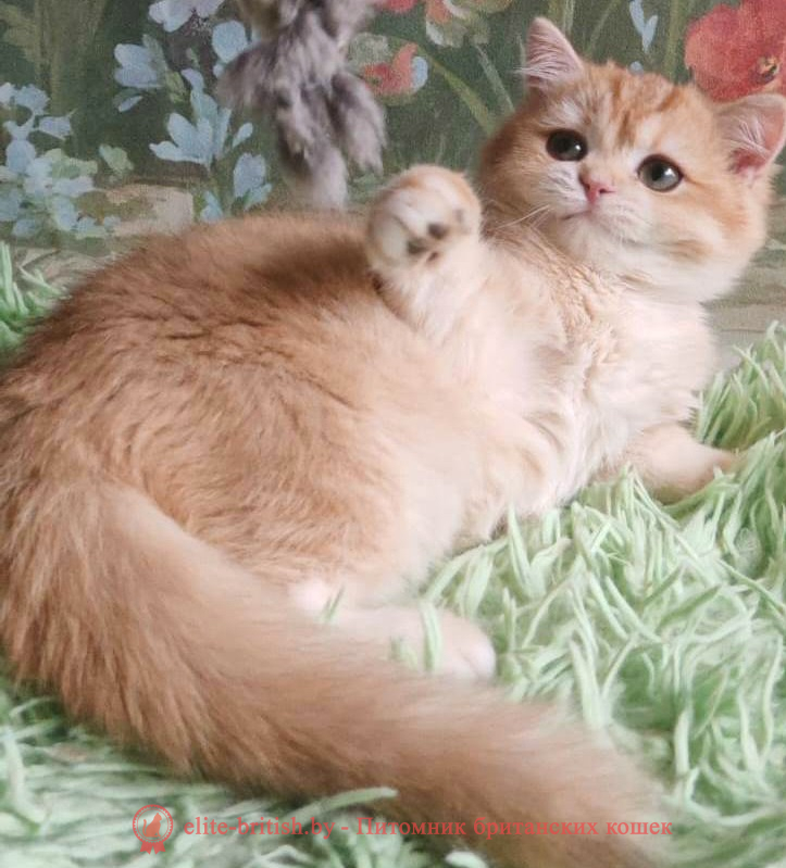 Купить британского котенка золотая шиншилла в Минске в питомнике купить британского котенка, купить британца, золотой британский кот, золотые британцы фото, золотой британец, британская кошка золотая шиншилла,  британский кот шиншилла золотая, золотой тикированный британец, британец золотая шиншилла, британец золотистый,  котята британские окрас золотая шиншилла, британская кошка золотая шиншилла фото, британец окрас золотая шиншилла фото, британский золотой котенок, длинношерстная британская золотая кошка, британские котята золотая шиншилла, британский золотистый кот, кот золотой британец , британцы окрас золотой, британцы окрас золотая шиншилла, котята британцы золотая шиншилла, золотистые британские котята, британские котята золотого окраса, британцы золотая шиншилла фото, золотой окрас британских кошек, британцы золотого окраса, британские котята золотого окраса, британец окрас золотая шиншилла, британские котята окраса золотая шиншилла,  британская короткошерстная окраса золото