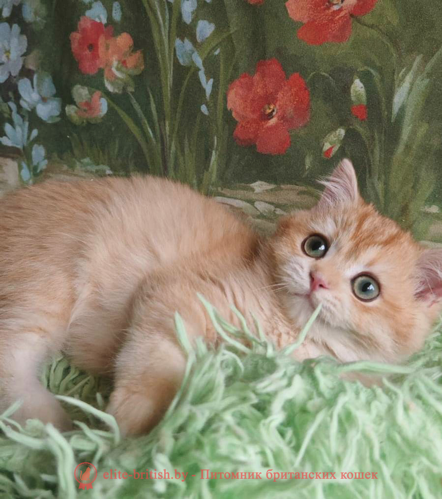 Британский котенок окраса золотая шиншилла, мальчик Umka (Умка), помет от 29.06.2025 золотой британец, британская кошка золотая шиншилла, британский кот шиншилла золотая, золотой тикированный британец, британец золотая шиншилла, британец золотистый, котята британские окрас золотая шиншилла, британская кошка золотая шиншилла фото, британец окрас золотая шиншилла фото, британский золотой котенок, длинношерстная британская золотая кошка, британские котята золотая шиншилла, британский золотистый кот, кот золотой британец , британцы окрас золотой, британцы окрас золотая шиншилла, котята британцы золотая шиншилла, золотистые британские котята, британские котята золотого окраса, британцы золотая шиншилла фото, золотой окрас британских кошек, британцы золотого окраса, британские котята золотого окраса, британец окрас золотая шиншилла, британские котята окраса золотая шиншилла, британская короткошерстная окраса золото