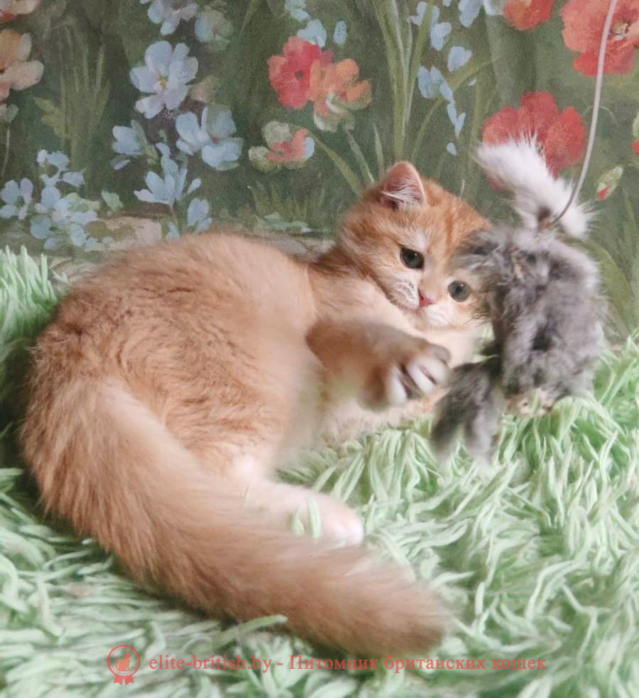 Британский котенок окраса золотая шиншилла, мальчик Umka (Умка), помет от 29.06.2025 золотой британец, британская кошка золотая шиншилла, британский кот шиншилла золотая, золотой тикированный британец, британец золотая шиншилла, британец золотистый, котята британские окрас золотая шиншилла, британская кошка золотая шиншилла фото, британец окрас золотая шиншилла фото, британский золотой котенок, длинношерстная британская золотая кошка, британские котята золотая шиншилла, британский золотистый кот, кот золотой британец , британцы окрас золотой, британцы окрас золотая шиншилла, котята британцы золотая шиншилла, золотистые британские котята, британские котята золотого окраса, британцы золотая шиншилла фото, золотой окрас британских кошек, британцы золотого окраса, британские котята золотого окраса, британец окрас золотая шиншилла, британские котята окраса золотая шиншилла, британская короткошерстная окраса золото