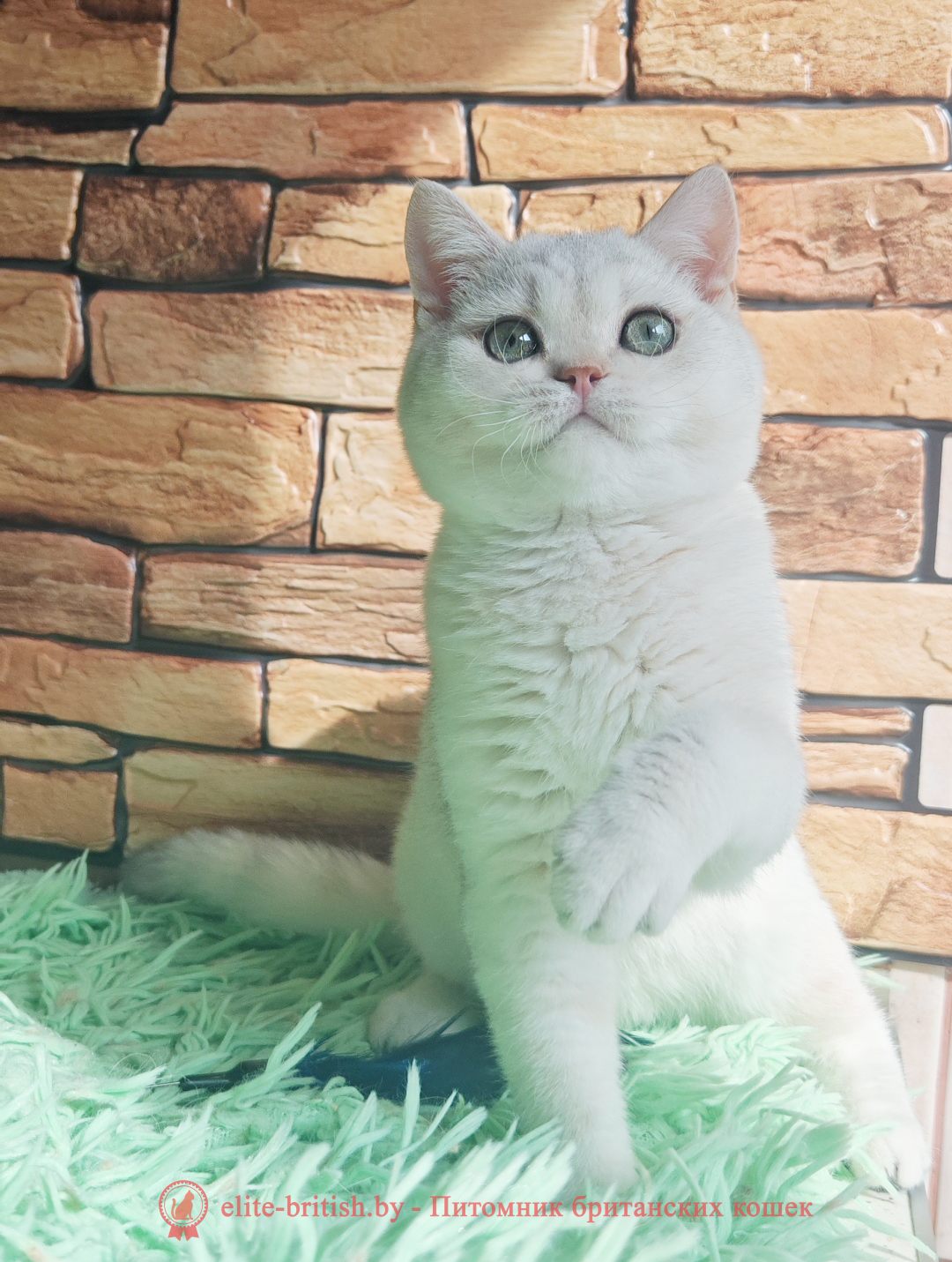 Британский котенок окраса серебристая шиншилла, мальчик Stefan (Стэфан), помет от 5.06.2025 британский кот серебристый, серебристый британец фото, серебристые британцы, британские серебристые котята, затушеванный британец, серебристый затушеванный британец, кошки британские серебристые, британская короткошерстная окраса серебро, британцы серебристая шиншилла, котята британские серебристые шиншиллы, британский кот серебристая шиншилла, британские кошки серебристая шиншилла, британская окрас серебристая шиншилла, затушеванный британец, серебристый затушеванный британец, кошки британские серебристые, британская короткошерстная окраса серебро, британская кошка тикированная, тикированный британец