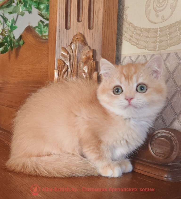 Британский котенок окраса золотая шиншилла, мальчик Umka (Умка), помет от 29.06.2025 золотой британец, британская кошка золотая шиншилла, британский кот шиншилла золотая, золотой тикированный британец, британец золотая шиншилла, британец золотистый, котята британские окрас золотая шиншилла, британская кошка золотая шиншилла фото, британец окрас золотая шиншилла фото, британский золотой котенок, длинношерстная британская золотая кошка, британские котята золотая шиншилла, британский золотистый кот, кот золотой британец , британцы окрас золотой, британцы окрас золотая шиншилла, котята британцы золотая шиншилла, золотистые британские котята, британские котята золотого окраса, британцы золотая шиншилла фото, золотой окрас британских кошек, британцы золотого окраса, британские котята золотого окраса, британец окрас золотая шиншилла, британские котята окраса золотая шиншилла, британская короткошерстная окраса золото