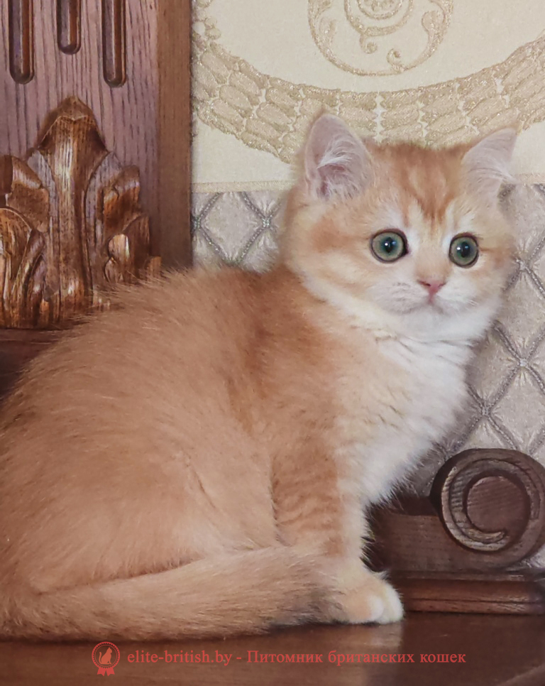 Британский котенок окраса золотая шиншилла, мальчик Umka (Умка), помет от 29.06.2025 золотой британец, британская кошка золотая шиншилла, британский кот шиншилла золотая, золотой тикированный британец, британец золотая шиншилла, британец золотистый, котята британские окрас золотая шиншилла, британская кошка золотая шиншилла фото, британец окрас золотая шиншилла фото, британский золотой котенок, длинношерстная британская золотая кошка, британские котята золотая шиншилла, британский золотистый кот, кот золотой британец , британцы окрас золотой, британцы окрас золотая шиншилла, котята британцы золотая шиншилла, золотистые британские котята, британские котята золотого окраса, британцы золотая шиншилла фото, золотой окрас британских кошек, британцы золотого окраса, британские котята золотого окраса, британец окрас золотая шиншилла, британские котята окраса золотая шиншилла, британская короткошерстная окраса золото