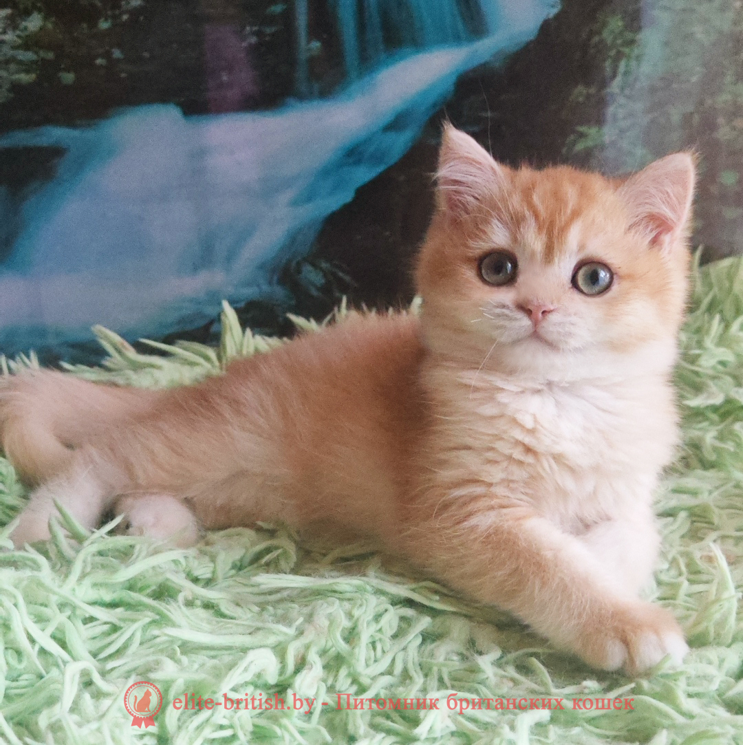 Британский котенок окраса золотая шиншилла, мальчик Umka (Умка), помет от 29.06.2025 золотой британец, британская кошка золотая шиншилла, британский кот шиншилла золотая, золотой тикированный британец, британец золотая шиншилла, британец золотистый, котята британские окрас золотая шиншилла, британская кошка золотая шиншилла фото, британец окрас золотая шиншилла фото, британский золотой котенок, длинношерстная британская золотая кошка, британские котята золотая шиншилла, британский золотистый кот, кот золотой британец , британцы окрас золотой, британцы окрас золотая шиншилла, котята британцы золотая шиншилла, золотистые британские котята, британские котята золотого окраса, британцы золотая шиншилла фото, золотой окрас британских кошек, британцы золотого окраса, британские котята золотого окраса, британец окрас золотая шиншилла, британские котята окраса золотая шиншилла, британская короткошерстная окраса золото