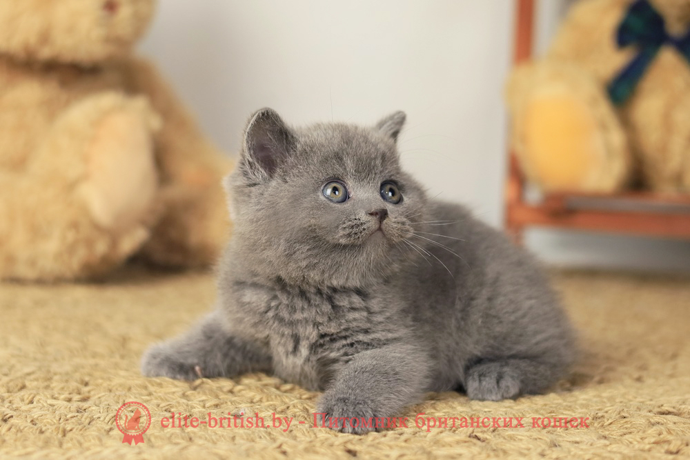 Британские котята голубого окраса, девочка Rafaella (Рафаэлла), помет от 5.09.2025 купить британского котенка, купить британца, британец голубой фото, голубые британцы фото, британский кошки голубой, британская голубая кошка, британская голубая кошка фото, британской голубой кошки фото, кот британский голубой, коты британские голубые, голубые британские котята фото, британский голубой котенок фото, британский голубой кот фото, фото британского голубого кота, окрас британских котят голубой фото, британские котята голубого окраса фото, британцы коты фото голубые
