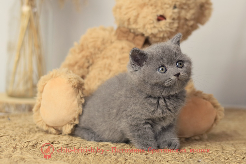 Британские котята голубого окраса, девочка Rafaella (Рафаэлла), помет от 5.09.2025 купить британского котенка, купить британца, британец голубой фото, голубые британцы фото, британский кошки голубой, британская голубая кошка, британская голубая кошка фото, британской голубой кошки фото, кот британский голубой, коты британские голубые, голубые британские котята фото, британский голубой котенок фото, британский голубой кот фото, фото британского голубого кота, окрас британских котят голубой фото, британские котята голубого окраса фото, британцы коты фото голубые