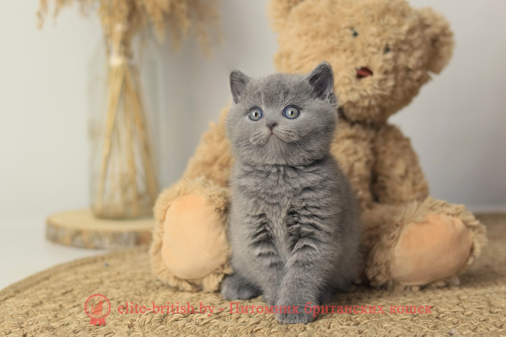 Британские котята голубого окраса, девочка Rafaella (Рафаэлла), помет от 5.09.2025 купить британского котенка, купить британца, британец голубой фото, голубые британцы фото, британский кошки голубой, британская голубая кошка, британская голубая кошка фото, британской голубой кошки фото, кот британский голубой, коты британские голубые, голубые британские котята фото, британский голубой котенок фото, британский голубой кот фото, фото британского голубого кота, окрас британских котят голубой фото, британские котята голубого окраса фото, британцы коты фото голубые